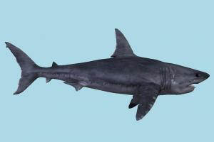 Shark shark, whale, dolphin, fish, sea-creature, fishing, sea